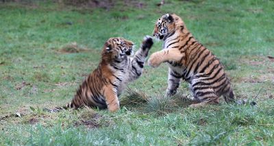 Endangered Amur tiger cubs delighting zoo visitors